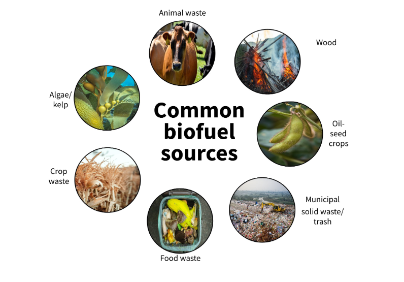 Image Credit: US Department of Agriculture, Common Biofuel Sources